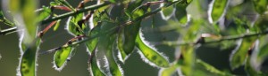 cropped-jun16j-004.jpg